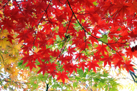 1535867 (a): :1920x1280